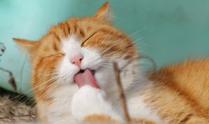 Kucing Cepat Gemuk dengan Wet Food Bernutrisi. Foto: viralsumsel.com