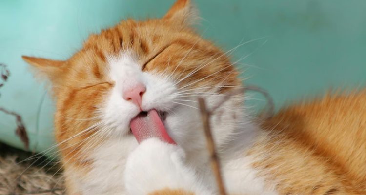 Kucing Cepat Gemuk dengan Wet Food Bernutrisi. Foto: viralsumsel.com