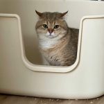 Spot Terbaik untuk Menyimpan Litter Box Kucing di Rumah. Foto: viralsumsel.com