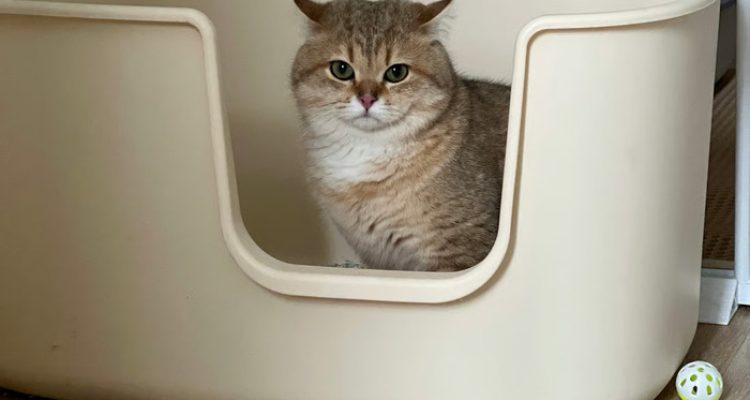 Spot Terbaik untuk Menyimpan Litter Box Kucing di Rumah. Foto: viralsumsel.com