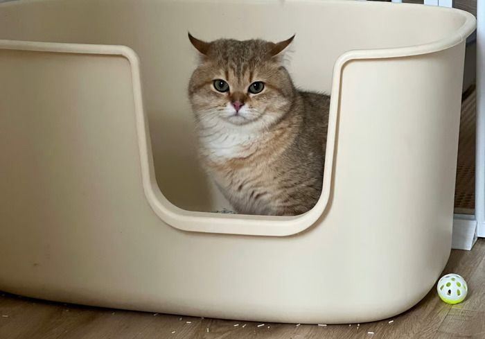 Spot Terbaik untuk Menyimpan Litter Box Kucing di Rumah. Foto: viralsumsel.com