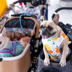 5 Mall Pet Friendly di Jakarta. Foto: viralsumsel.com