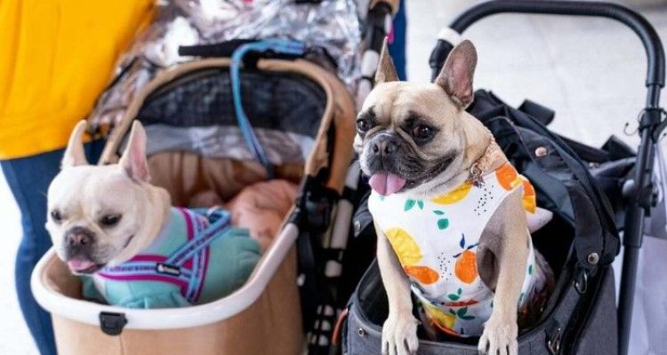 5 Mall Pet Friendly di Jakarta. Foto: viralsumsel.com