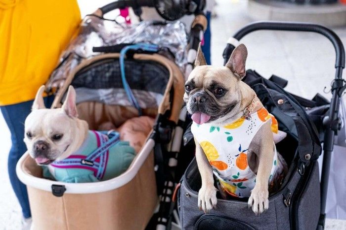 5 Mall Pet Friendly di Jakarta. Foto: viralsumsel.com