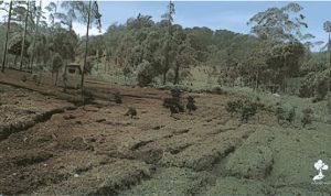 LindungiHutan Buka Lima Lokasi Penanaman Baru, Pangalengan Jadi Titik Reforestasi Jawa Barat. Foto : viralsumsel.com