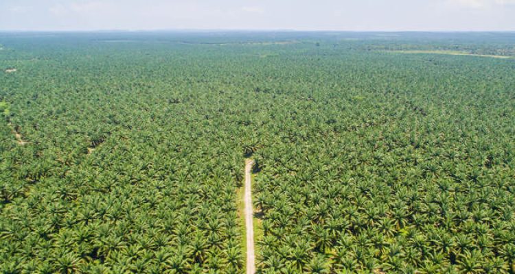 Regulasi Baru Perkuat Kewajiban Deteksi Dini Kebakaran Lahan Perkebunan. Foto : viralsumsel.com