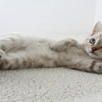 Tutorial Melatih Kitten Pup di Litter Box. Foto : viralsumsel.com