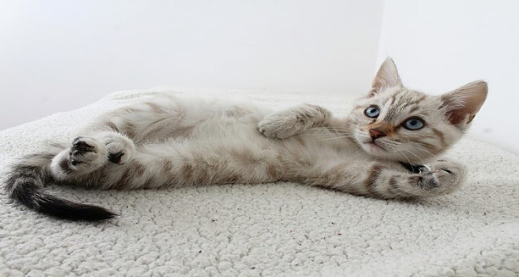 Tutorial Melatih Kitten Pup di Litter Box. Foto : viralsumsel.com