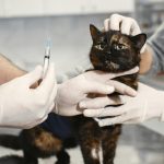 Berikut Jenis-Jenis dan Biaya Vaksin Kucing. Sumber : viralsumsel.com