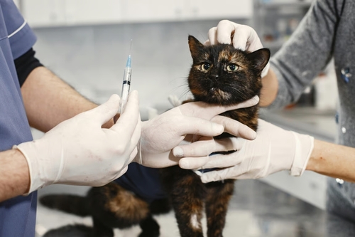 Berikut Jenis-Jenis dan Biaya Vaksin Kucing. Sumber : viralsumsel.com