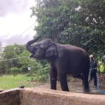 Momentum Hari Cinta Puspa dan Satwa Nasional, Saatnya Wujudkan Cinta Alam Lewat Tindakan. Foto: viralsumsel.com