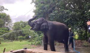 Momentum Hari Cinta Puspa dan Satwa Nasional, Saatnya Wujudkan Cinta Alam Lewat Tindakan. Foto: viralsumsel.com