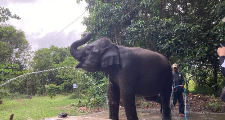 Momentum Hari Cinta Puspa dan Satwa Nasional, Saatnya Wujudkan Cinta Alam Lewat Tindakan. Foto: viralsumsel.com