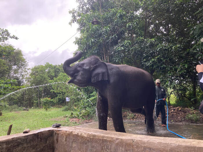 Momentum Hari Cinta Puspa dan Satwa Nasional, Saatnya Wujudkan Cinta Alam Lewat Tindakan. Foto: viralsumsel.com