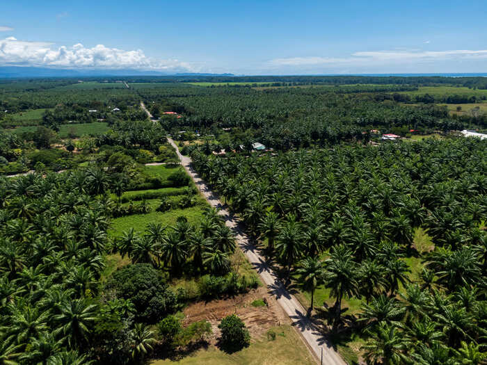 40% Petani Sawit Indonesia Hadapi Tantangan Sertifikasi dan Ketertelusuran di EUDR. Foto: viralsumsel.com