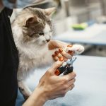 Tips Memotong Kuku Kucing Tanpa Drama. Foto: viralsumsel.com