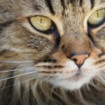 Cara Membersihkan Mata Kucing. Foto : viralsumsel.com