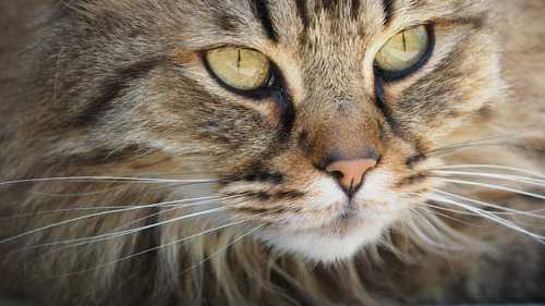 Cara Membersihkan Mata Kucing. Foto : viralsumsel.com