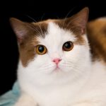 Imlek Dimulai Dengan Cara yang Lebih Meowgic di Grand Galaxy Park Bekasi