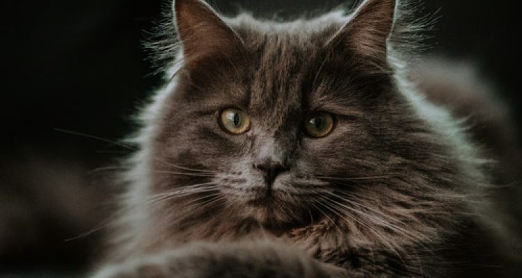 Kucing Maine Coon. Foto : viralsumsel.com