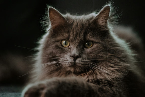 Kucing Maine Coon. Foto : viralsumsel.com