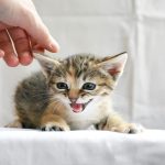 Panduan dan Rekomendasi Makanan Basah untuk Anak Kucing. Foto: viralsumsel.com