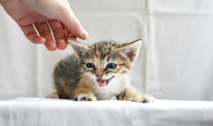 Panduan dan Rekomendasi Makanan Basah untuk Anak Kucing. Foto: viralsumsel.com Panduan dan Rekomendasi Makanan Basah untuk Anak Kucing. Foto: viralsumsel.com