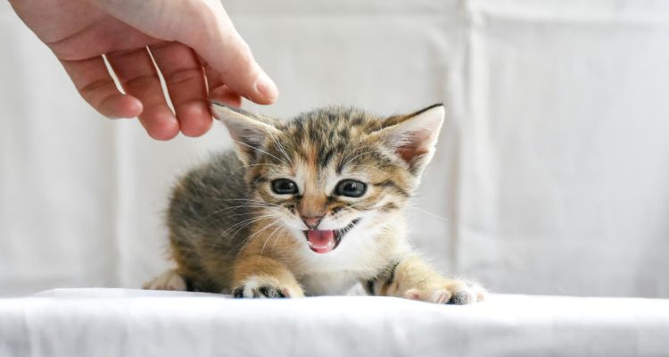 Panduan dan Rekomendasi Makanan Basah untuk Anak Kucing. Foto: viralsumsel.com