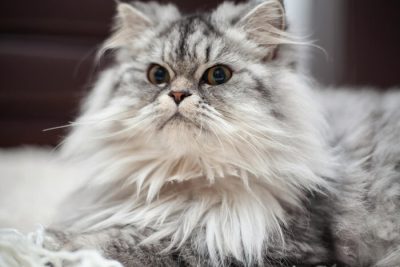 Tips Memilih Kandungan Shampo Kucing Untuk Kesehatan Bulu. Foto : viralsumsel.com