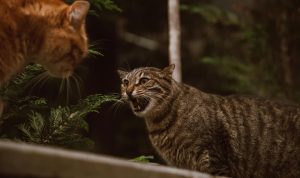 Tips Menangani Kucing Berantem di Rumah. Foto : viralsumsel.com Tips Menangani Kucing Berantem di Rumah. Foto : viralsumsel.com
