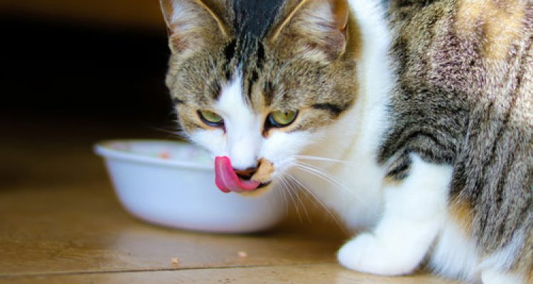 Wet Food Kucing. Foto : viralsumsel.com