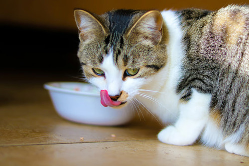 Wet Food Kucing. Foto : viralsumsel.com