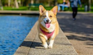 Berikut Karakteristik Anjing Corgi yang Menggemaskan. Foto: viralsumsel.com Berikut Karakteristik Anjing Corgi yang Menggemaskan. Foto: viralsumsel.com
