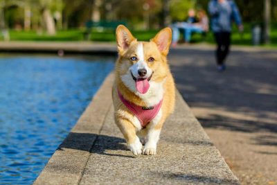 Berikut Karakteristik Anjing Corgi yang Menggemaskan. Foto: viralsumsel.com