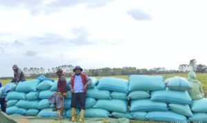 Panen Raya Airsugihan Melonjak, Produktivitas Tembus 100 Karung per Hektare