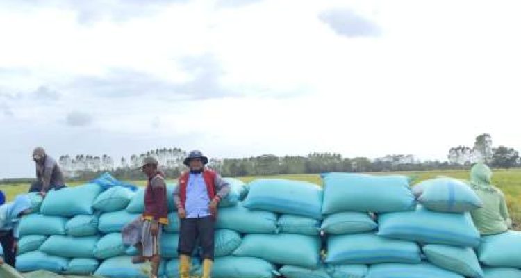 Panen Raya Airsugihan Melonjak, Produktivitas Tembus 100 Karung per Hektare