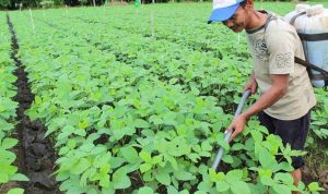 Holding Perkebunan Nusantara Dorong Pertanian Berkelanjutan Melalui Inovasi Pupuk Hayati Enero. Foto: viralsumsel.com
