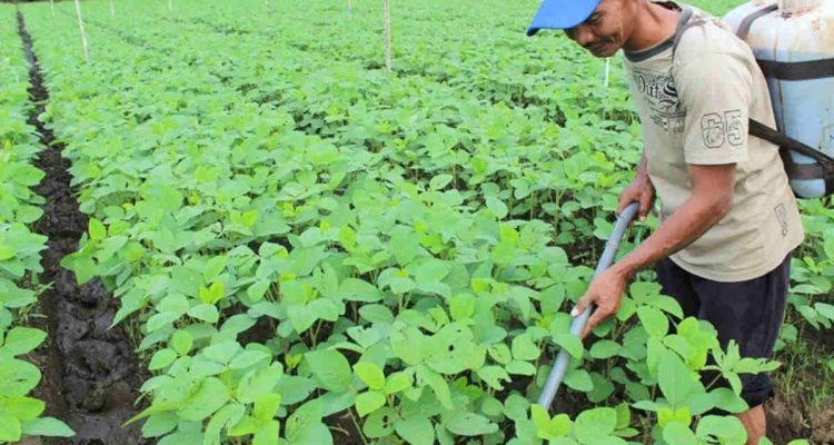 Holding Perkebunan Nusantara Dorong Pertanian Berkelanjutan Melalui Inovasi Pupuk Hayati Enero. Foto: viralsumsel.com