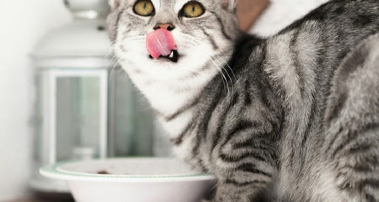 Berikut Ini Porsi Wet Food Harian untuk Kucing. Foto : viralsumsel.com