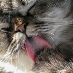 Fakta dan Fungsi Lidah Kucing Terasa Kasar. Foto : viralsumsel.com