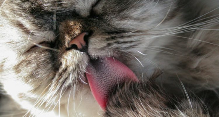 Fakta dan Fungsi Lidah Kucing Terasa Kasar. Foto : viralsumsel.com