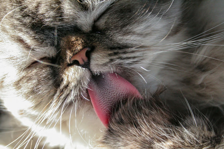 Fakta dan Fungsi Lidah Kucing Terasa Kasar. Foto : viralsumsel.com