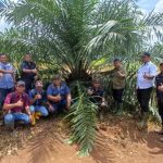 Holding Perkebunan Nusantara melalui PTPN IV Regional V Mutasikan TBM-3 ke TM-1 Seluas 1.119 Hektare pada Awal 2026. Foto : viralsumsel.com