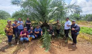 Holding Perkebunan Nusantara melalui PTPN IV Regional V Mutasikan TBM-3 ke TM-1 Seluas 1.119 Hektare pada Awal 2026. Foto : viralsumsel.com