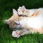 Makanan yang Bagus untuk Imunitas Kucing. Foto : viralsumsel.com