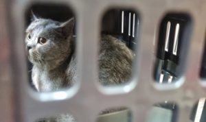 Memasuki Arus Mudik Lebaran, Pengiriman Hewan Peliharaan Via KAI Logistik Meningkat. Foto: viralsumsel.com