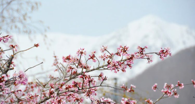 Otari Village Tourism Federation. Foto : viralsumsel.com