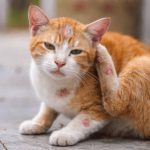 Penyebab dan Cara Atasi Jamur Pada Kucing. Foto : viralsumsel.com