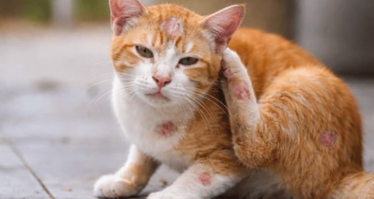 Penyebab dan Cara Atasi Jamur Pada Kucing. Foto : viralsumsel.com