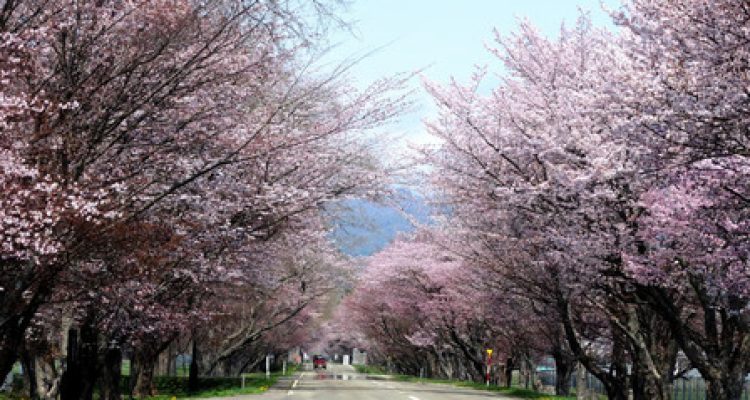 Rekomendasi Event Lari Maraton & Jalan Santai di Hokkaido. Foto : viralsumsel.com